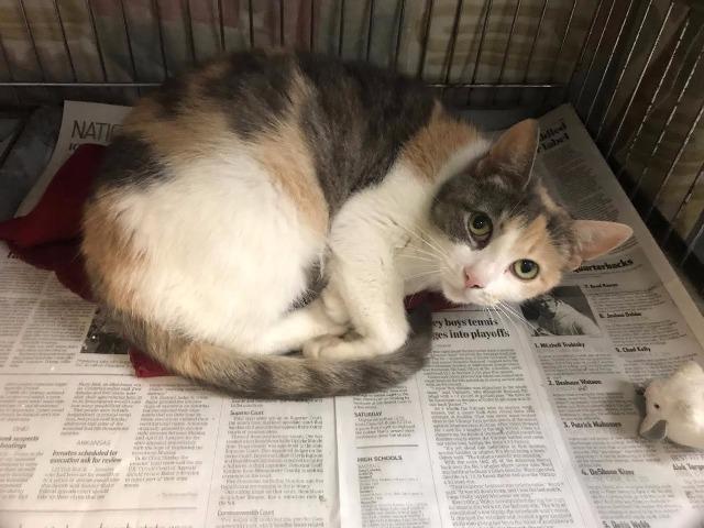 Enlarge Ferrari, a Adoptable mixed breed in New Kensington, PA image 6/6