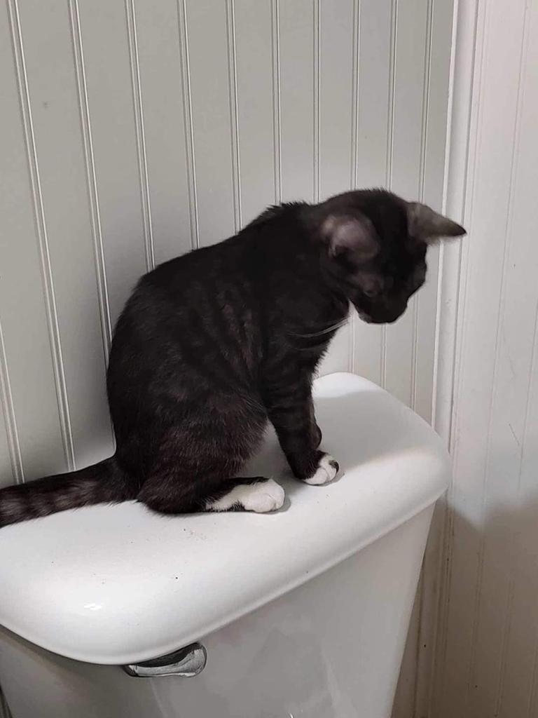 Hadassah, Adoptable, Adult Female Domestic Short Hair.