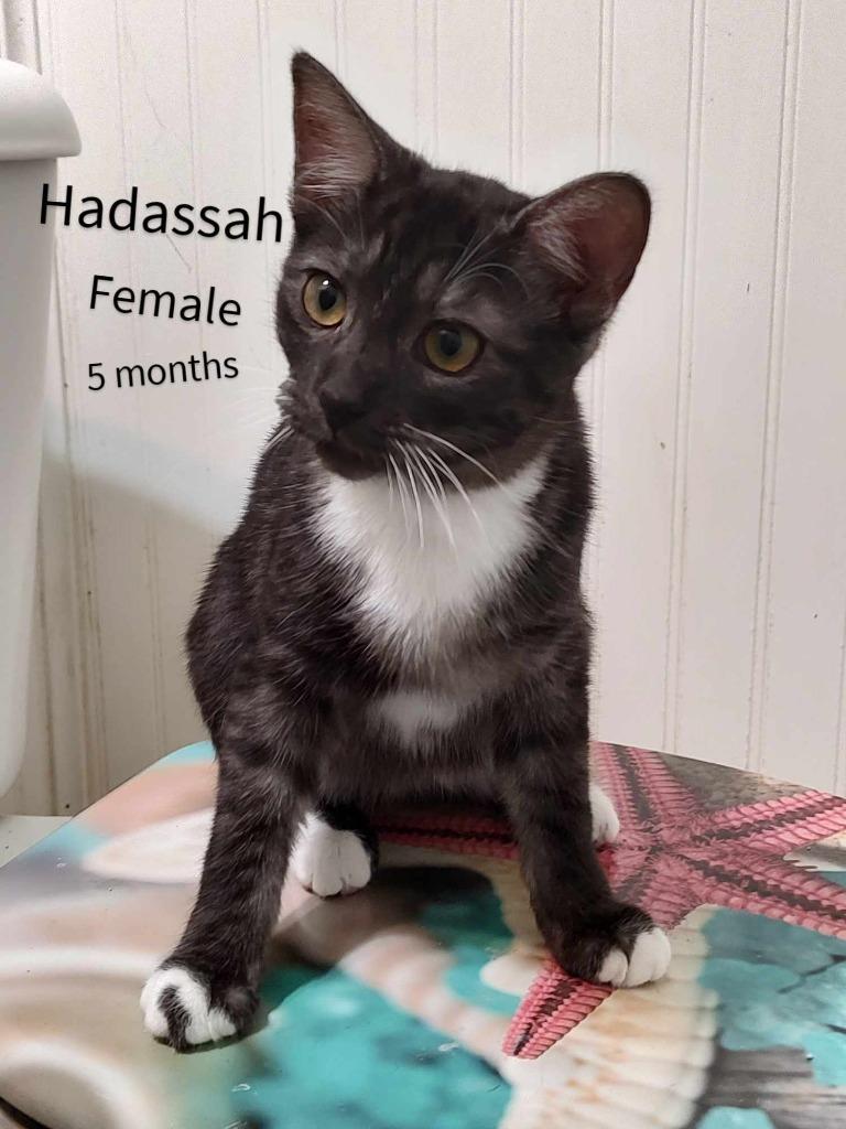 Enlarge Hadassah, a Adoptable mixed breed in Darien, GA image 2/4