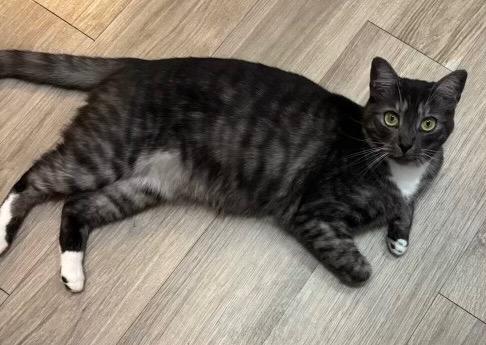 Enlarge Hadassah, a Adoptable mixed breed in Darien, GA image 3/4