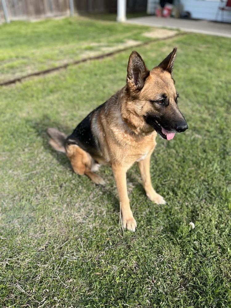 Enlarge Opal, a Adoptable mixed breed in Rapid City, SD image 1/4