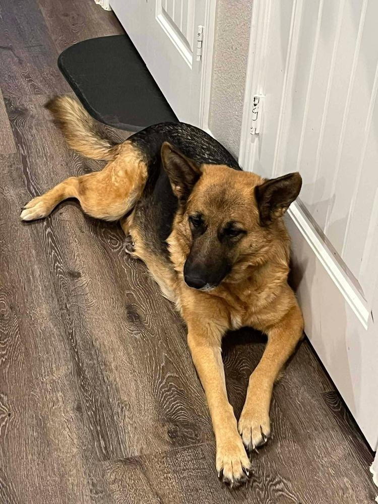 Enlarge Opal, a Adoptable mixed breed in Rapid City, SD image 2/4