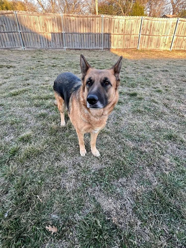 Enlarge Opal, a Adoptable mixed breed in Rapid City, SD image 3/4