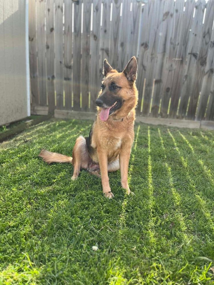 Enlarge Opal, a Adoptable mixed breed in Rapid City, SD image 4/4