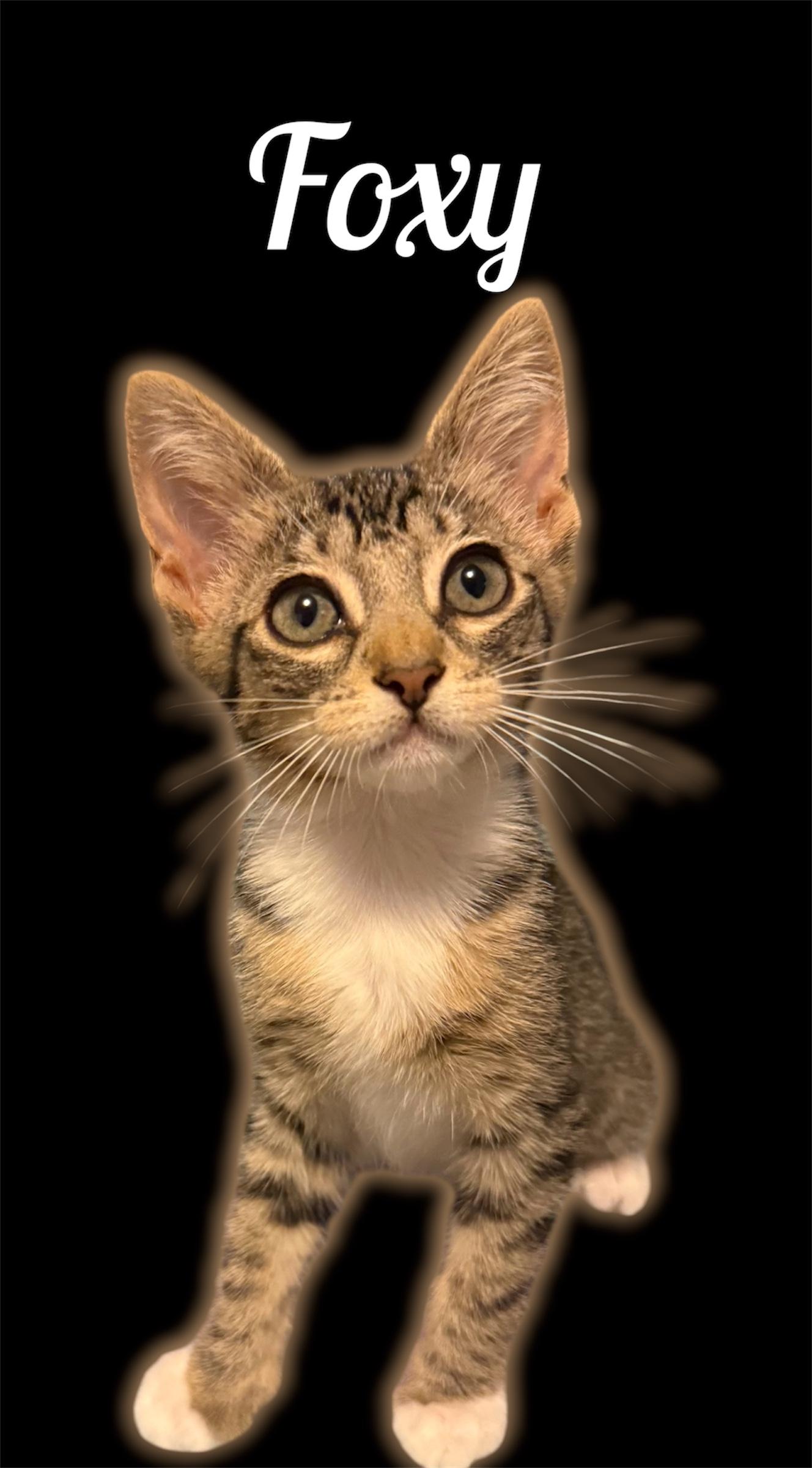 Enlarge Foxy, a ADOPTABLE Domestic Short Hair in Auburn, CA image 1/1