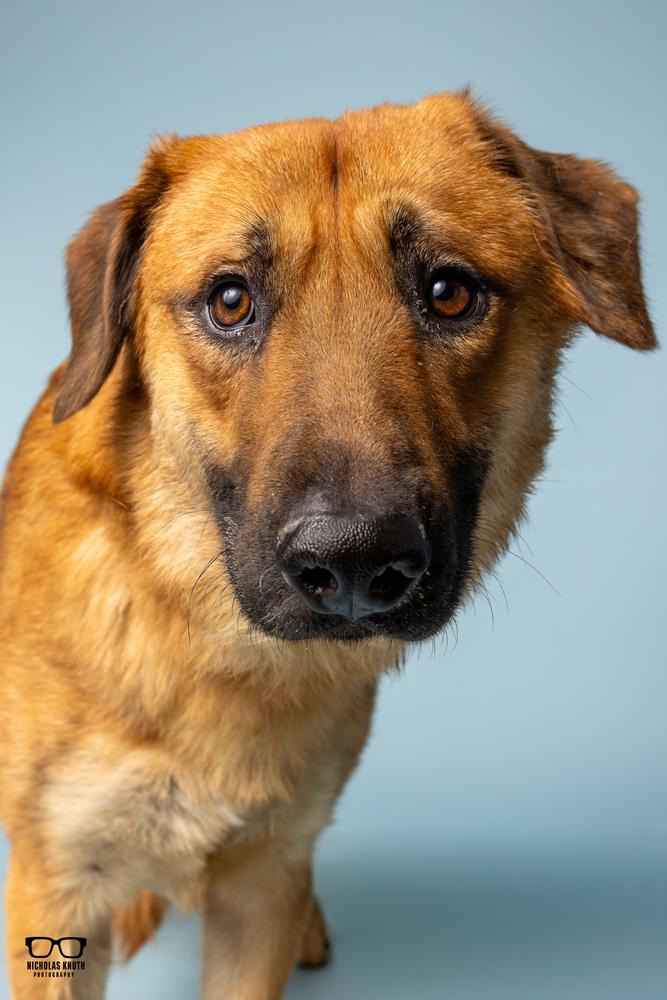 Thorston, Adoptable, Young Male German Shepherd Dog.