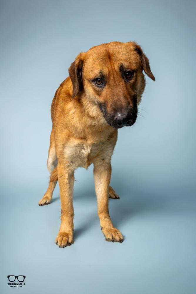 Thorston, a Adoptable mixed breed in Palatine, IL image 2/6