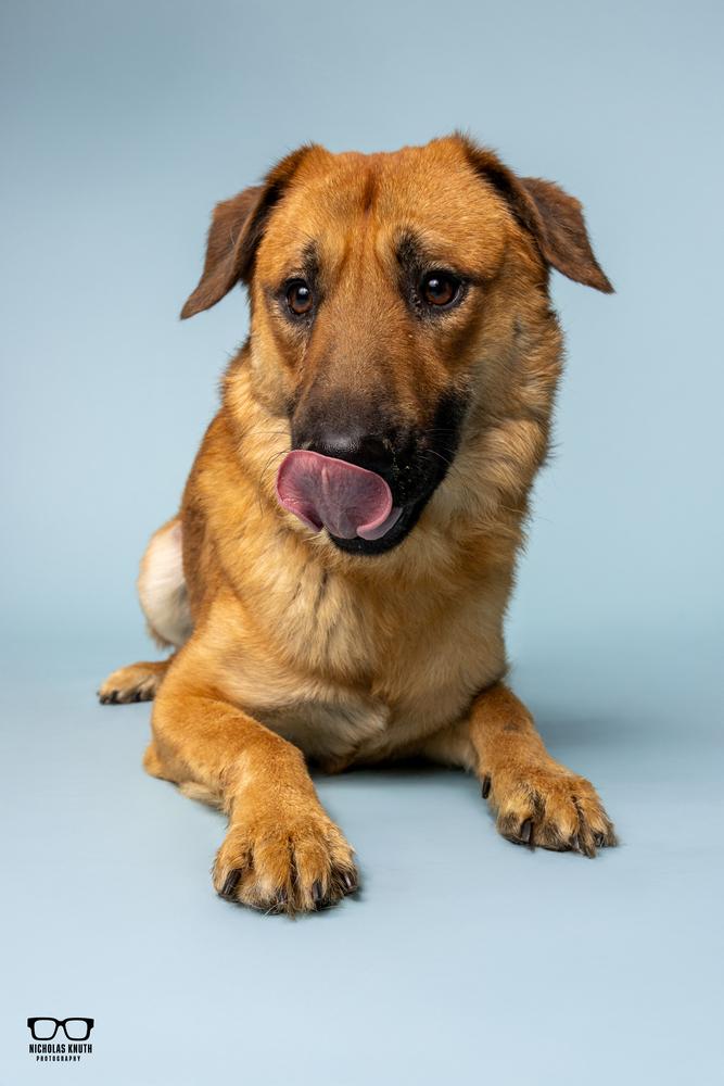 Thorston, a Adoptable mixed breed in Palatine, IL image 3/6