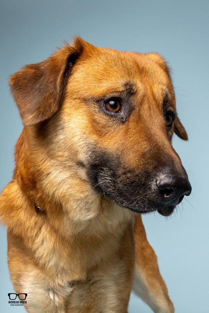 Thorston, a Adoptable mixed breed in Palatine, IL image 4/6