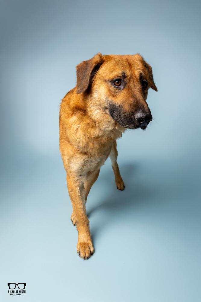 Thorston, a Adoptable mixed breed in Palatine, IL image 5/6