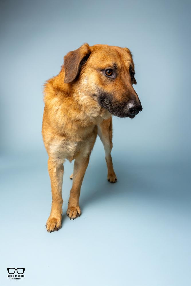 Thorston, a Adoptable mixed breed in Palatine, IL image 6/6
