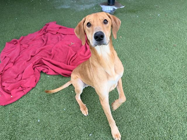 SMILEY, Adoptable, Adult Male Labrador Retriever & Mixed Breed.