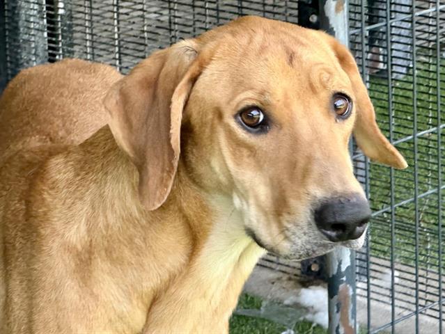 SMILEY, Adoptable, Adult Male Labrador Retriever & Mixed Breed.