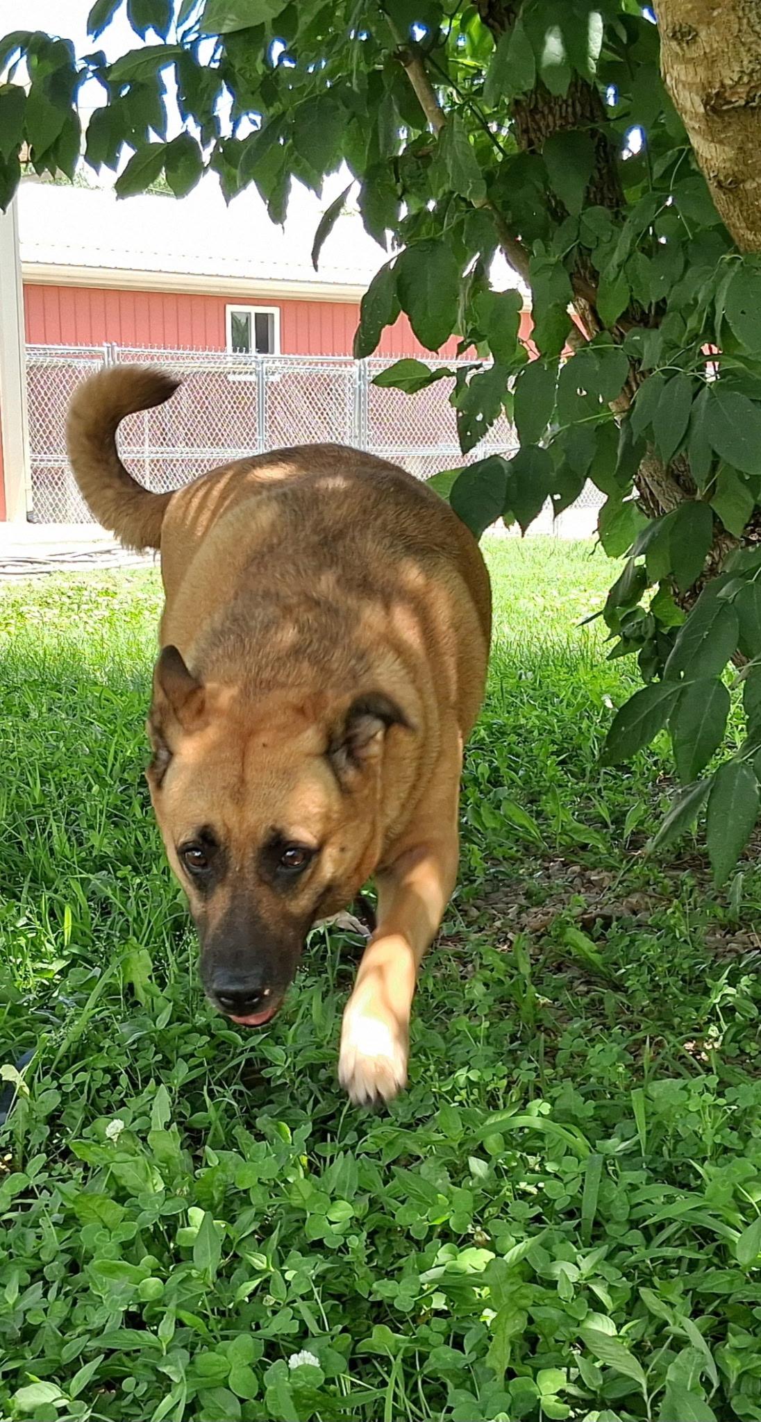 Dixie, a ADOPTABLE mixed breed in Hillsboro, MO image 3/3