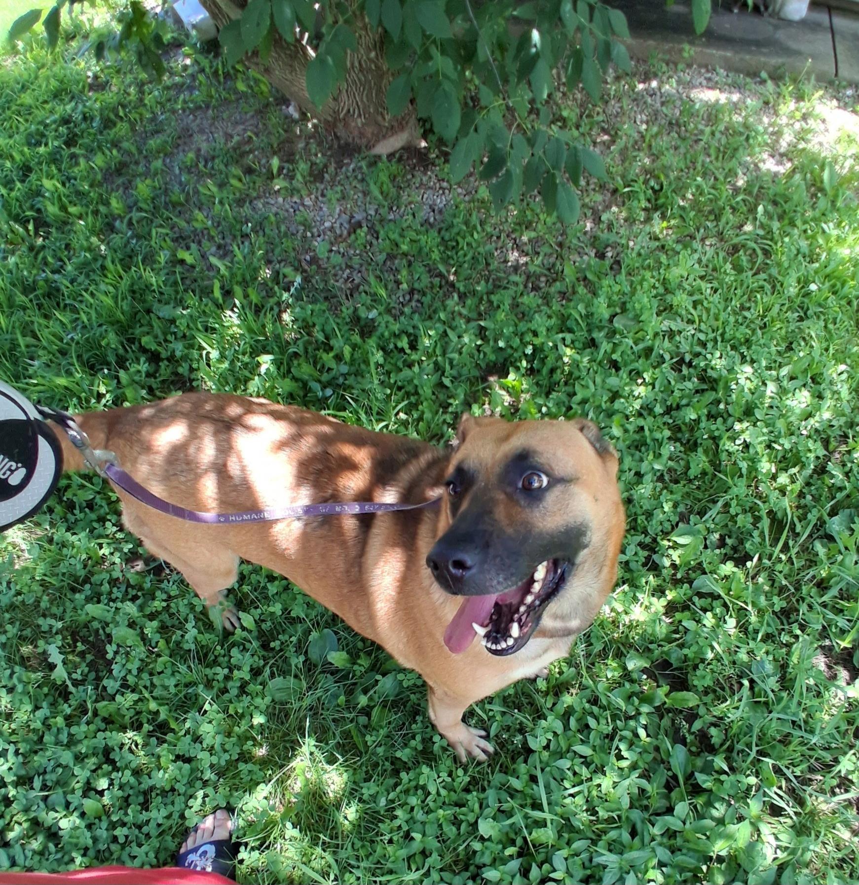 Dixie, a ADOPTABLE mixed breed in Hillsboro, MO image 2/3