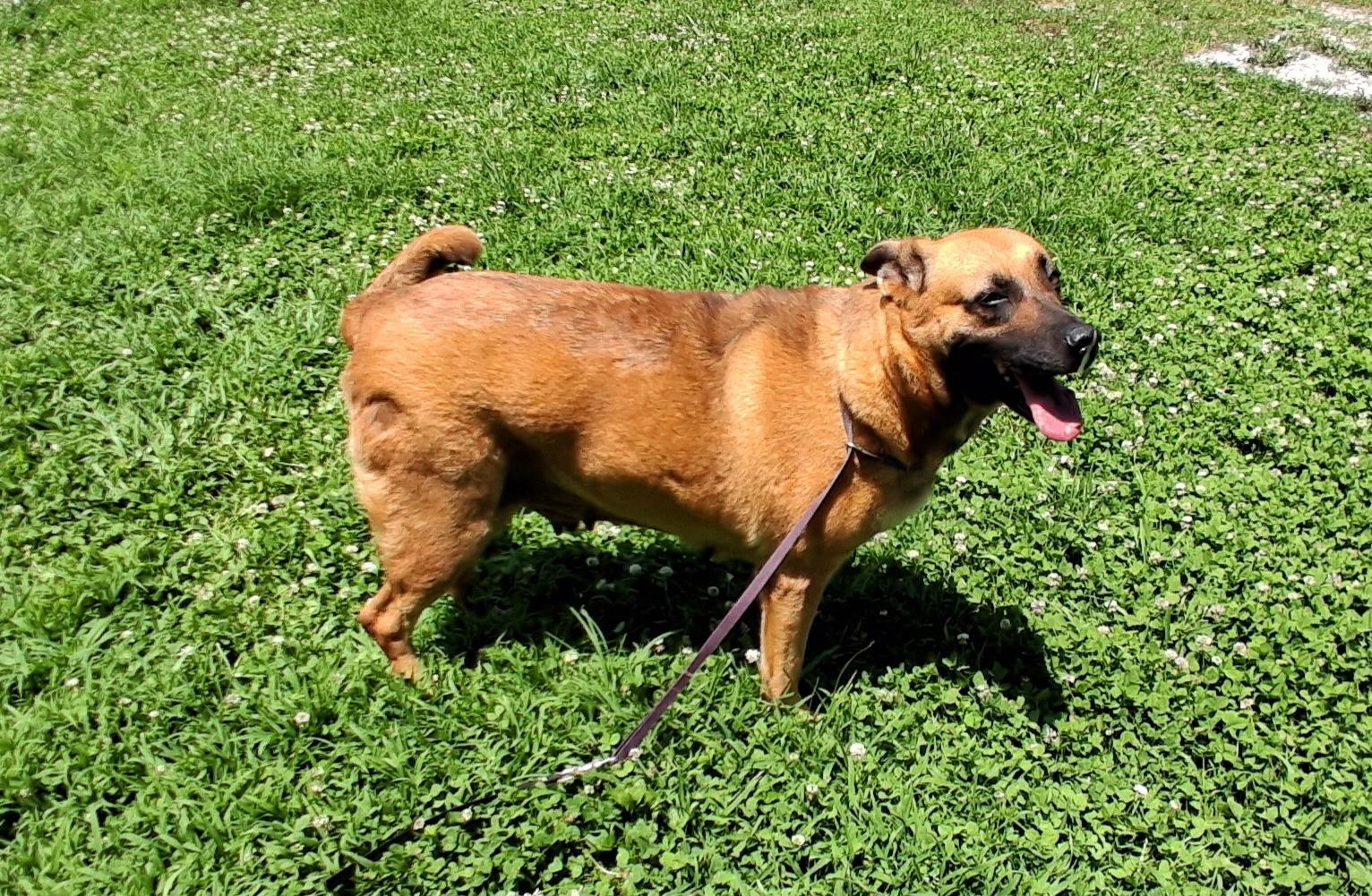 Dixie, ADOPTABLE, Adult Female German Shepherd Dog.