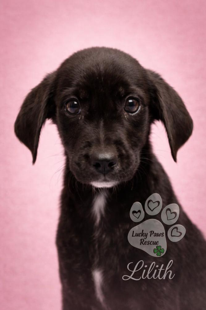 Supernatural Crew -  Lilith, Adoptable, Puppy Female Labrador Retriever & Hound.
