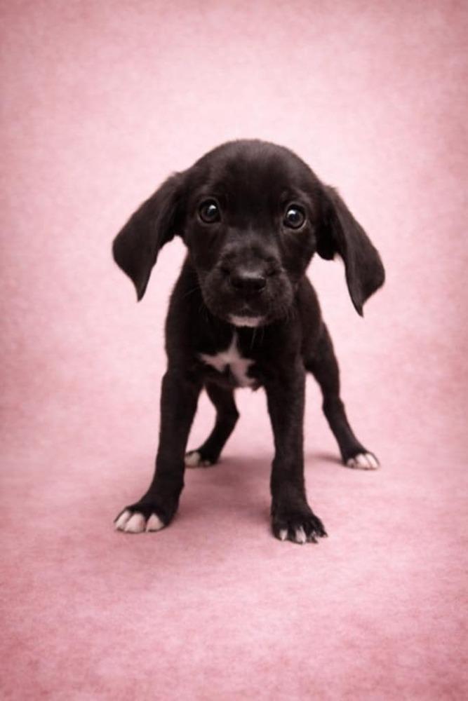 Enlarge Supernatural Crew -  Lilith, a Adoptable mixed breed in Sumter, SC image 2/3