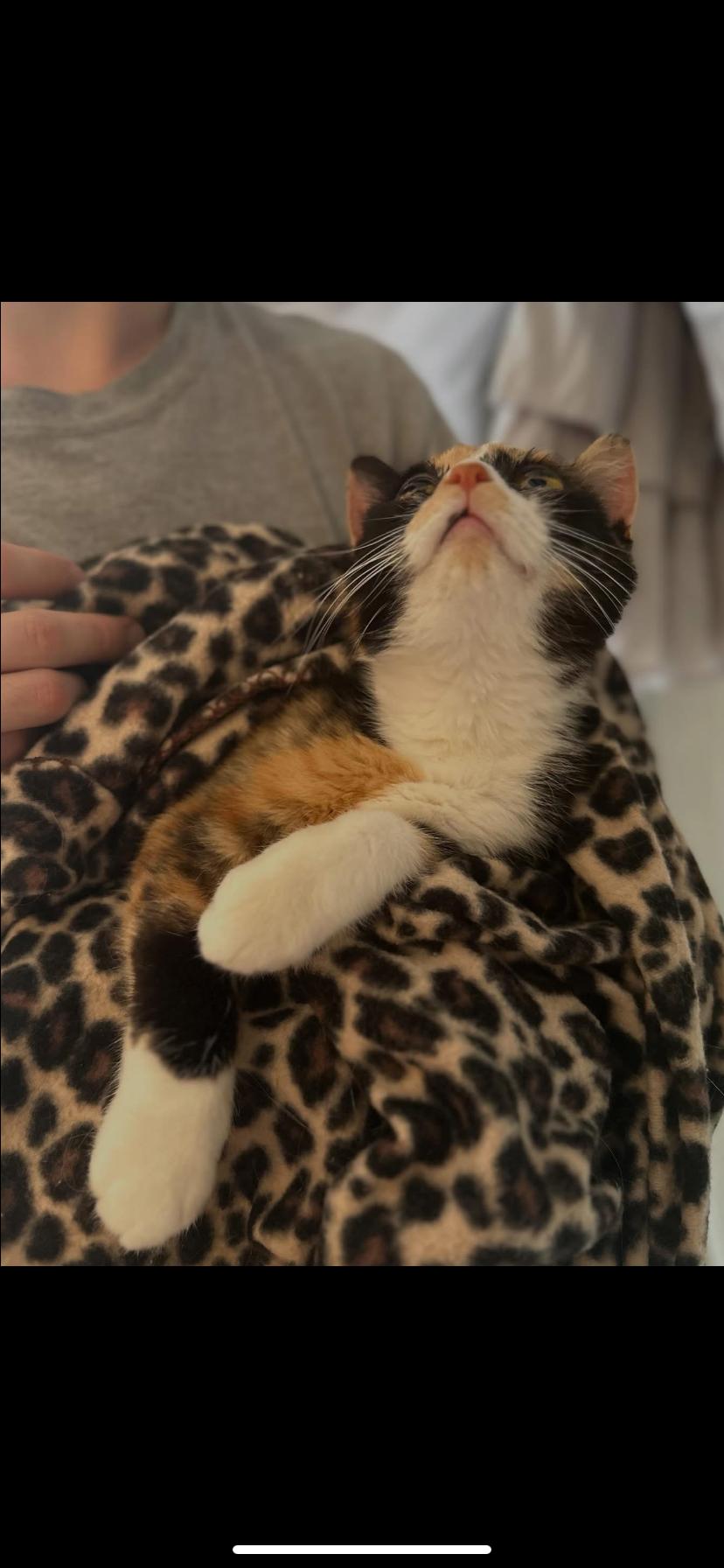 Enlarge Claire, a Adoptable Domestic Short Hair in Waveland, IN image 2/6