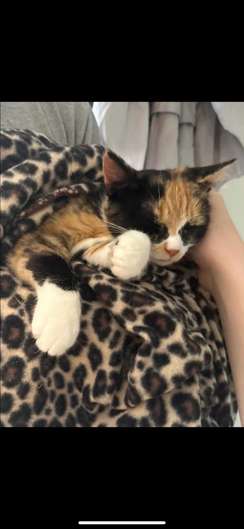 Claire, Adoptable, Young Female Domestic Short Hair.