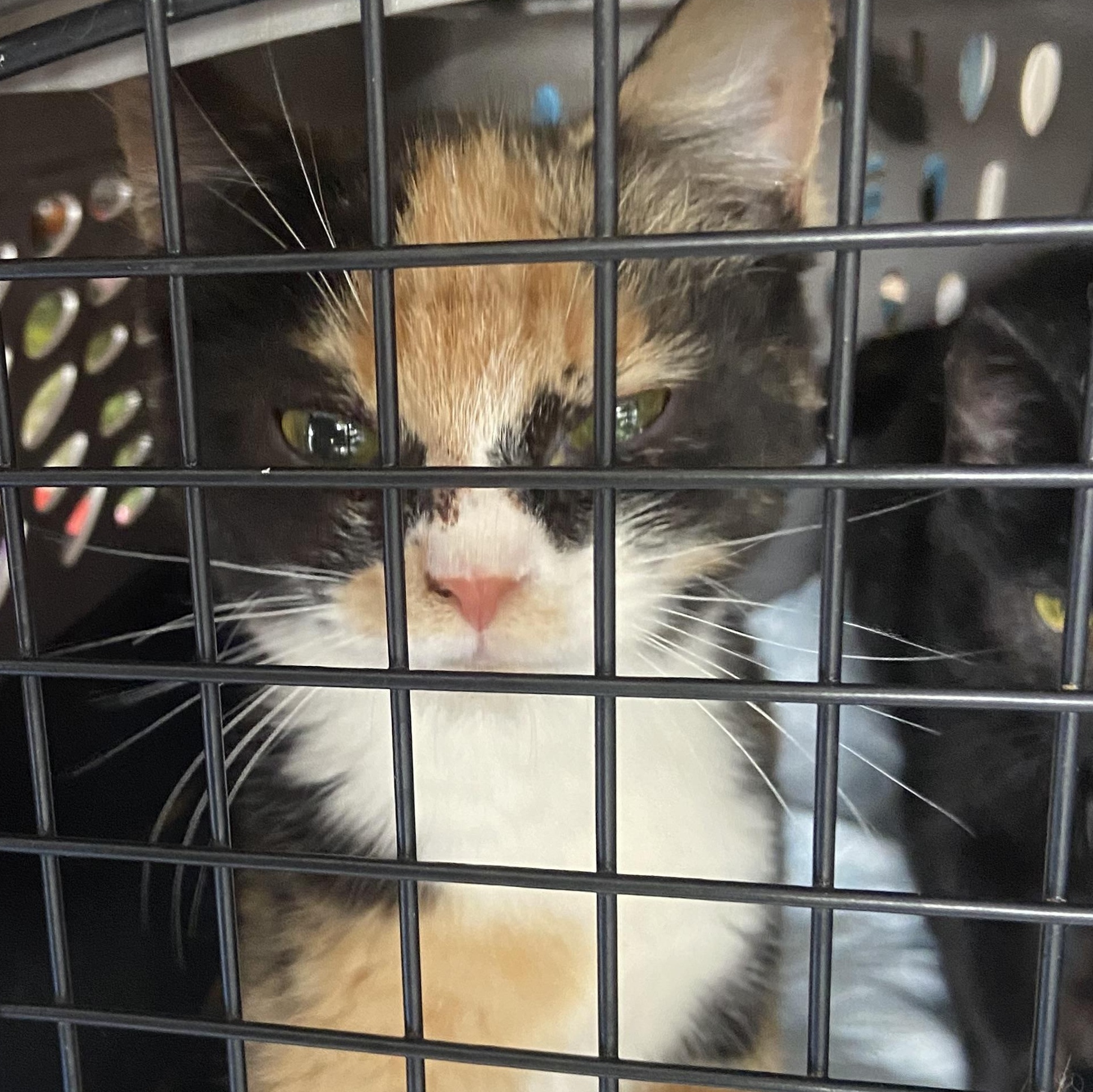 Enlarge Claire, a Adoptable Domestic Short Hair in Waveland, IN image 3/6