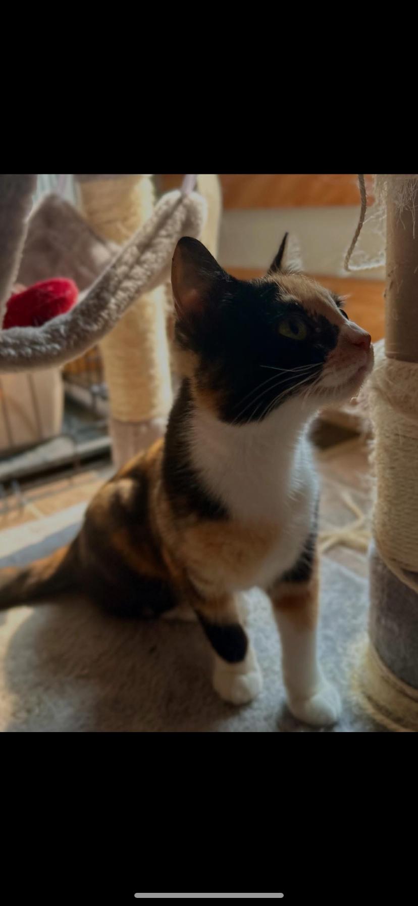 Enlarge Claire, a Adoptable Domestic Short Hair in Waveland, IN image 4/6