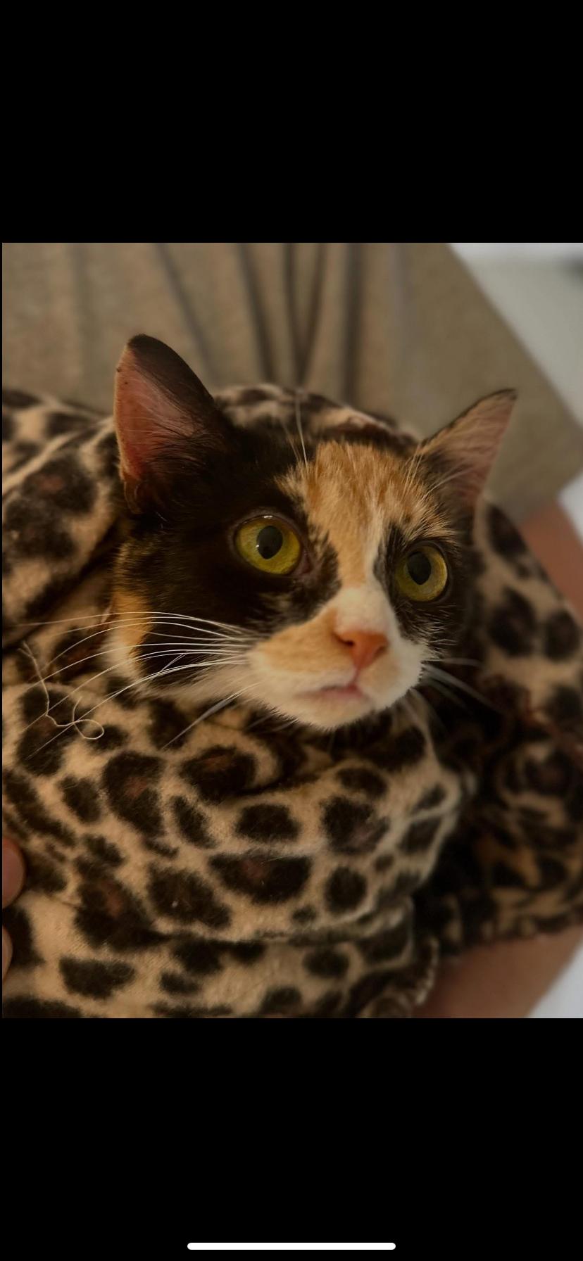 Enlarge Claire, a Adoptable Domestic Short Hair in Waveland, IN image 5/6