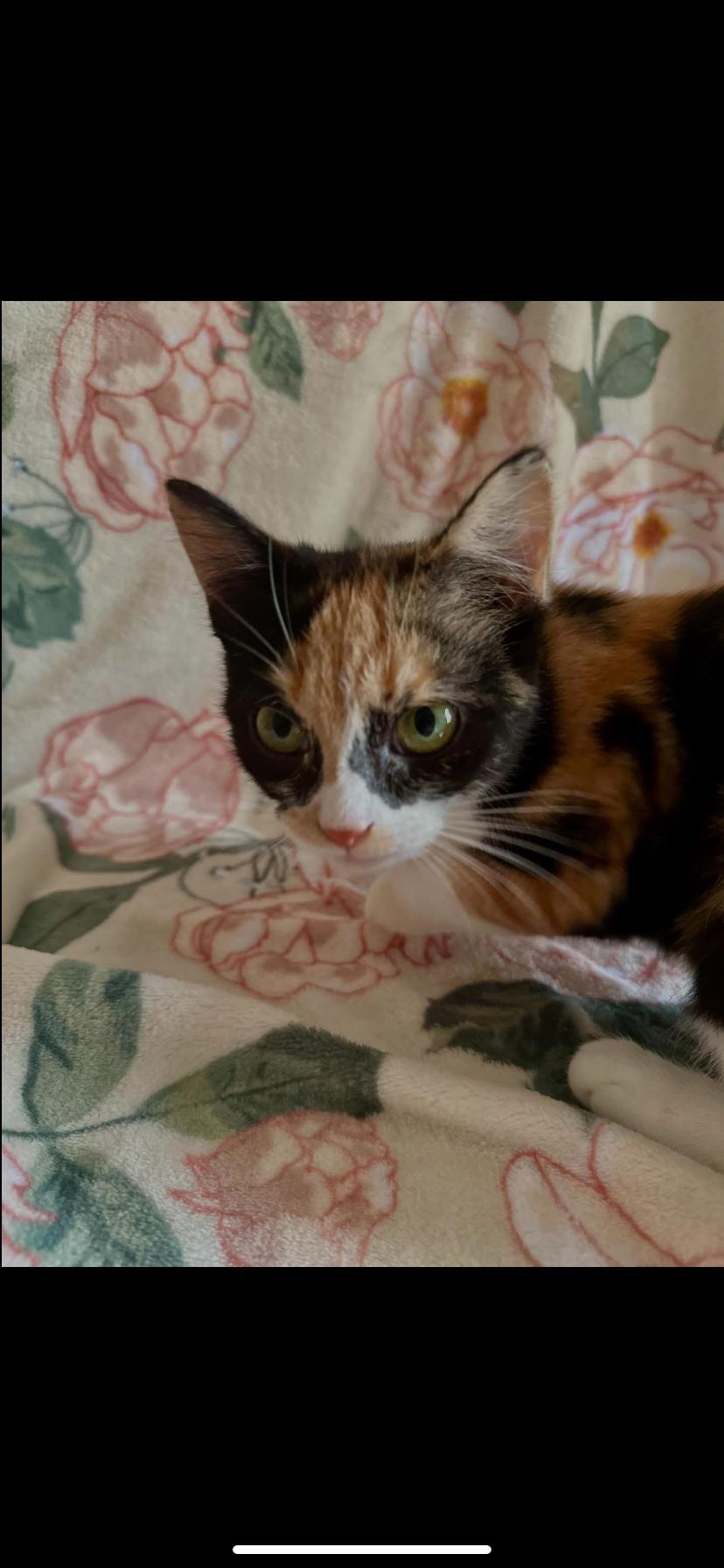 Enlarge Claire, a Adoptable Domestic Short Hair in Waveland, IN image 6/6