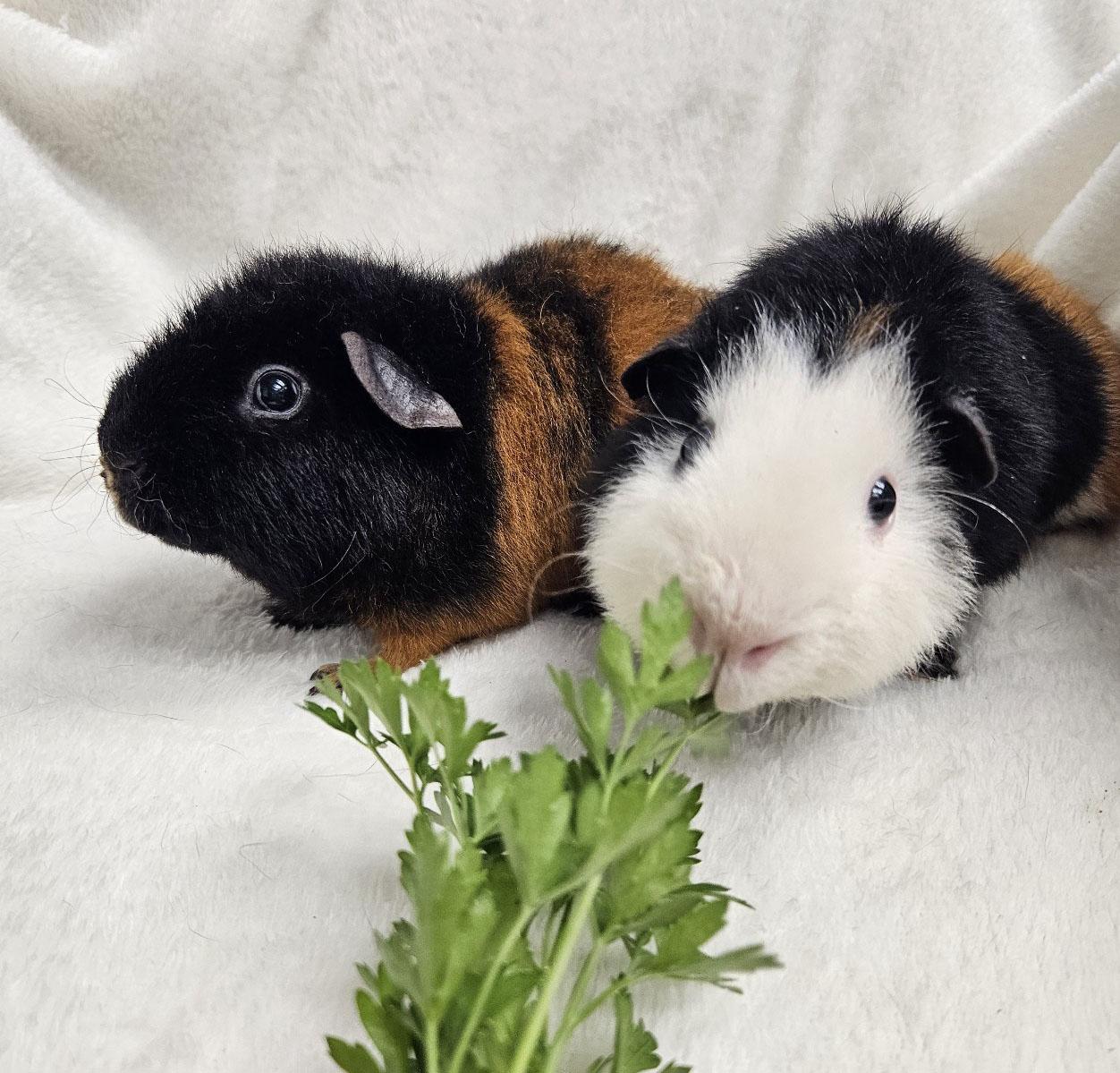 Peanut Butter & Jelly, adoptable, Adult Male Guinea Pig.