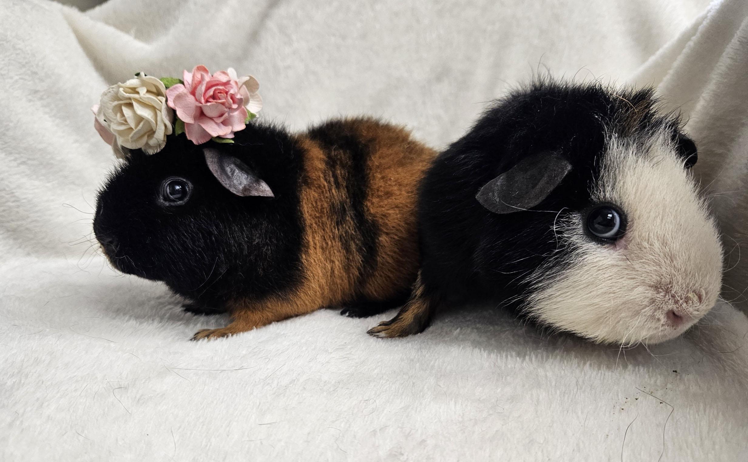 Peanut Butter & Jelly, an adoptable Guinea Pig in Medfield, MA image 5/5