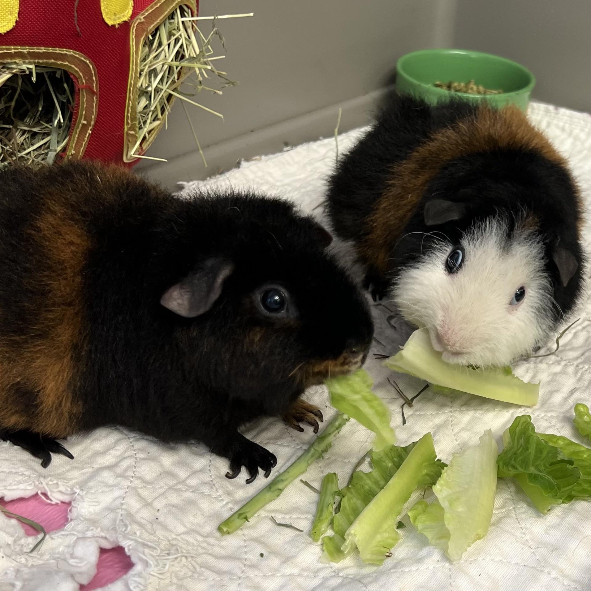 Peanut Butter & Jelly, an adoptable Guinea Pig in Medfield, MA image 2/5