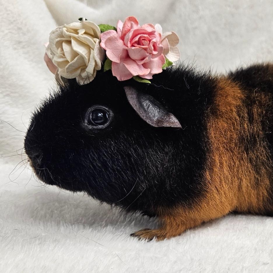 Peanut Butter & Jelly, an adoptable Guinea Pig in Medfield, MA image 4/5