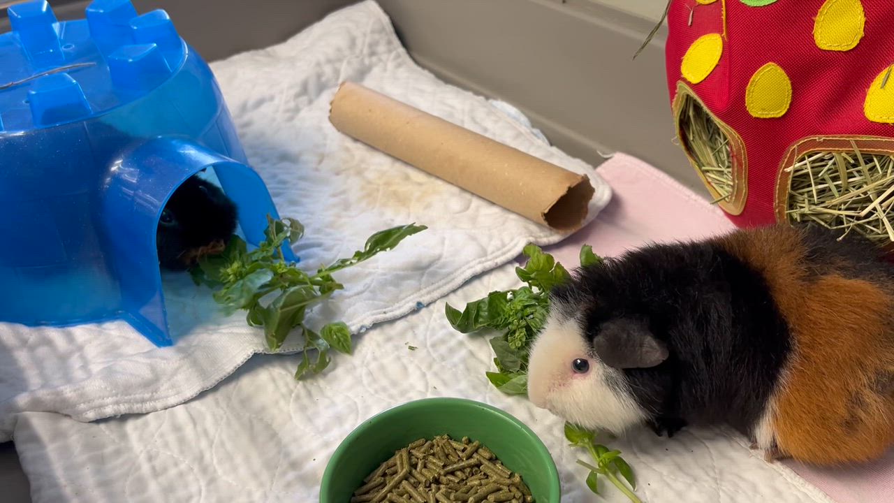 Enlarge Peanut Butter & Jelly, an adoptable Guinea Pig in Medfield, MA video 3/5