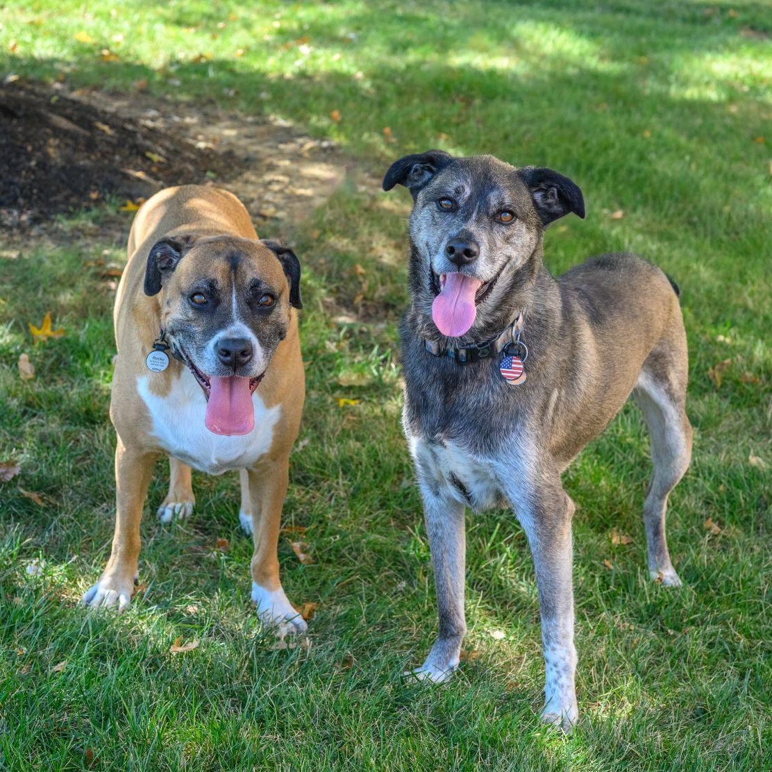 URGENT CALVIN & ROCKY