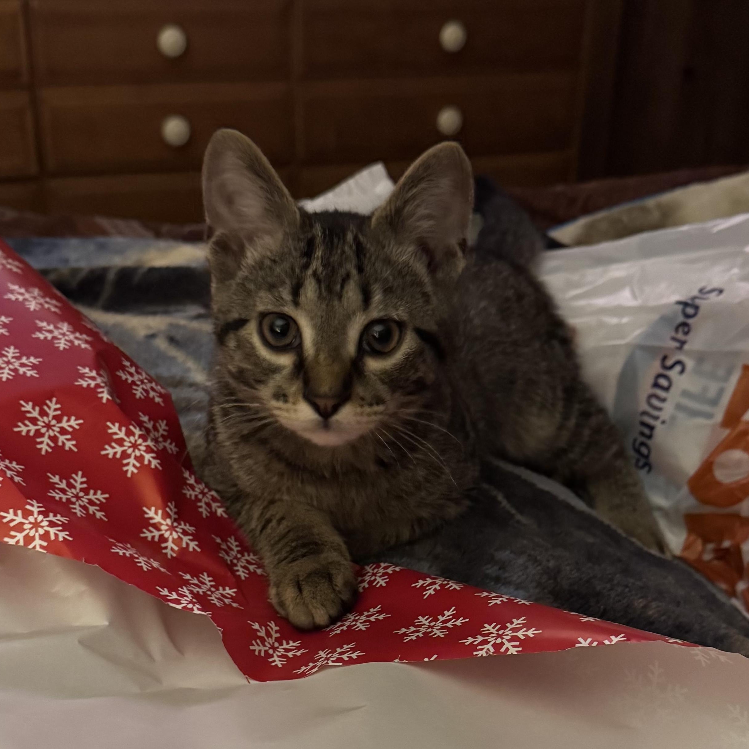 Riley, ADOPTABLE, Young Male Domestic Short Hair.