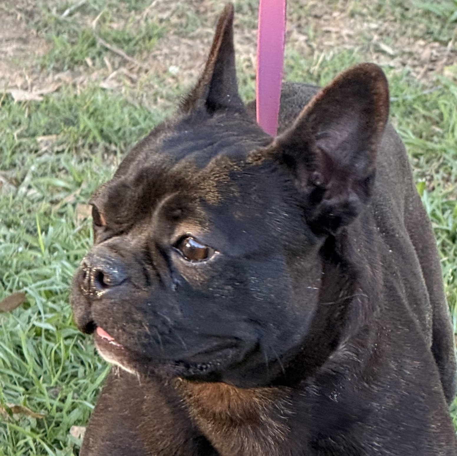 Twistie, a ADOPTABLE French Bulldog in Texarkana, TX image 5/6