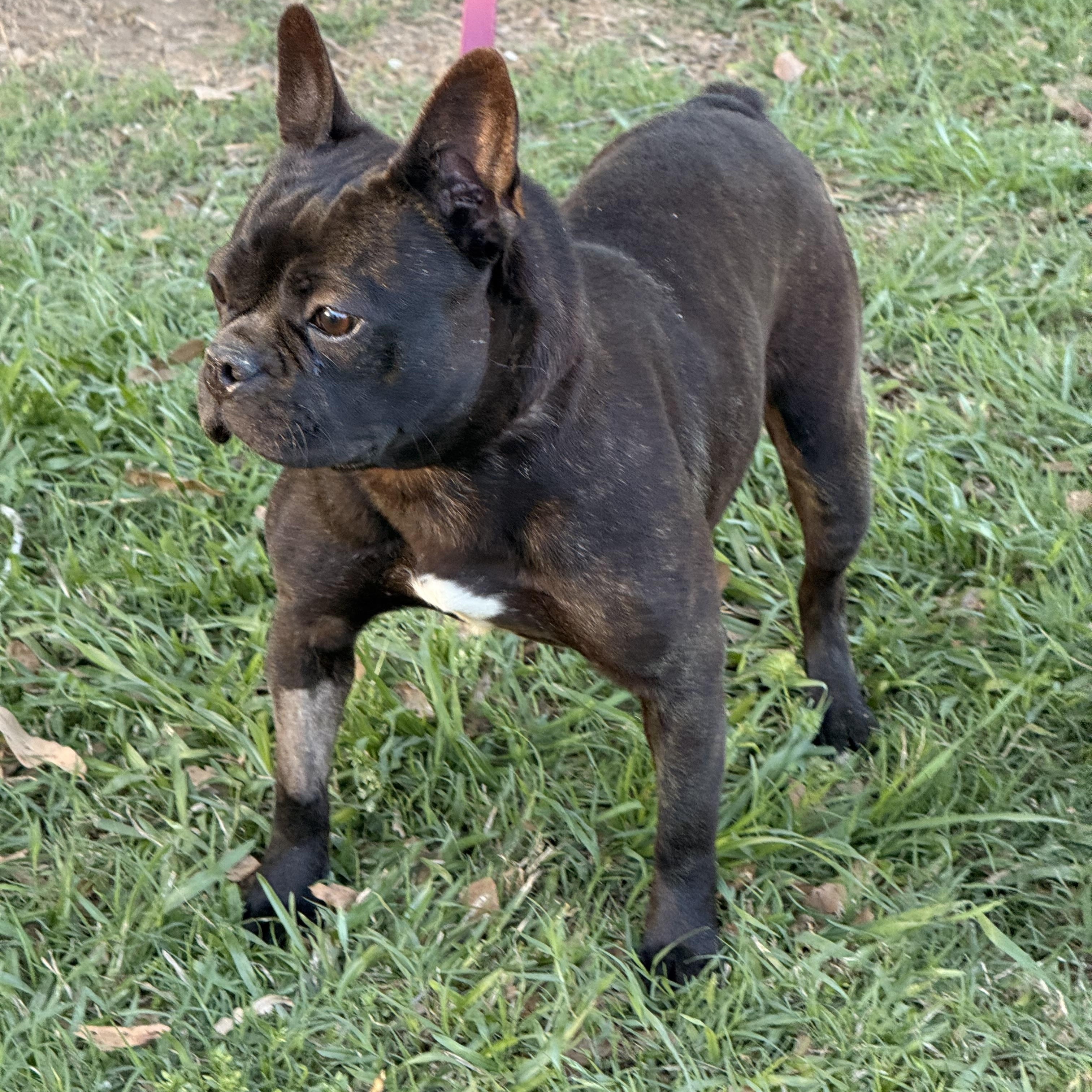 Twistie, a ADOPTABLE French Bulldog in Texarkana, TX image 2/6