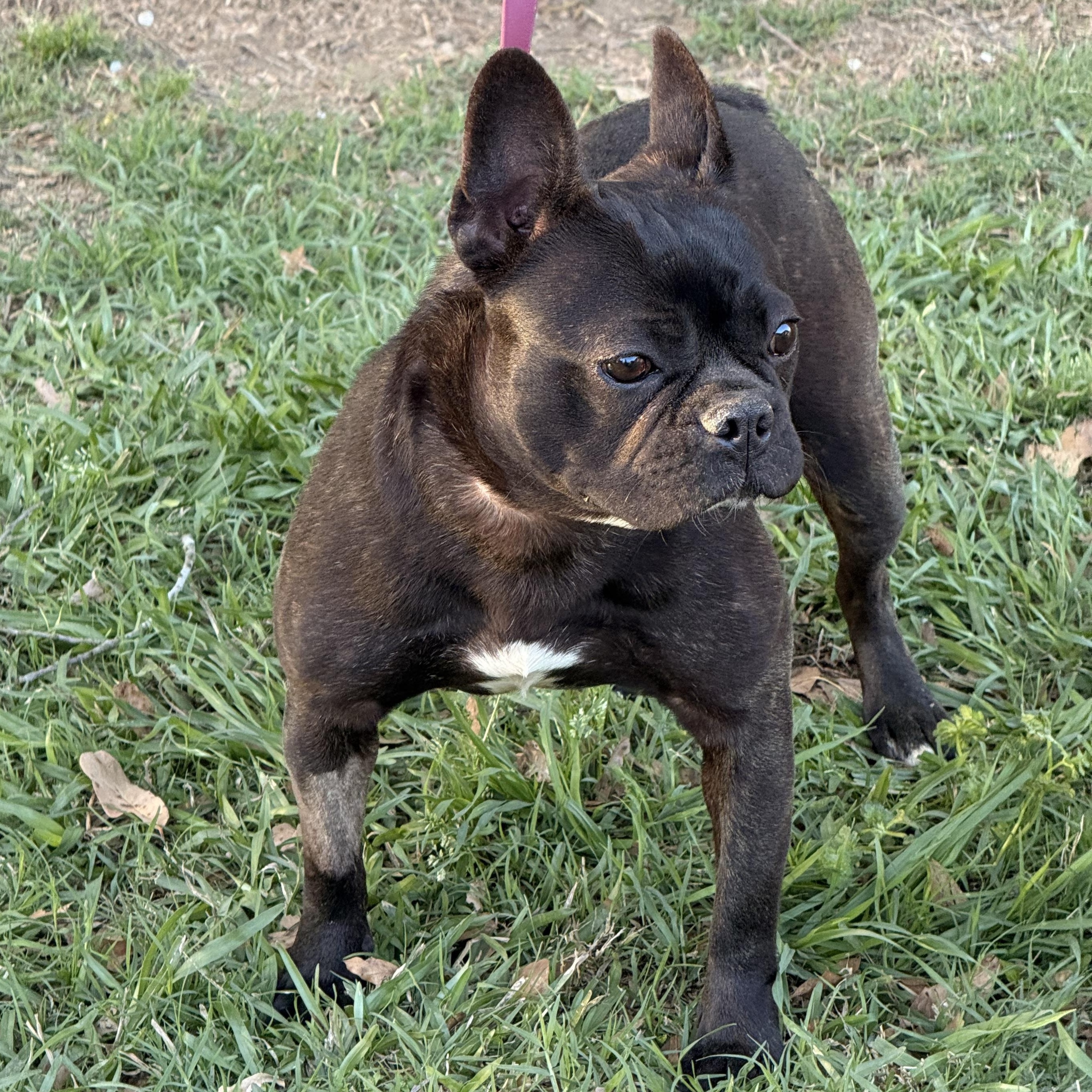 Twistie, a ADOPTABLE French Bulldog in Texarkana, TX image 3/6