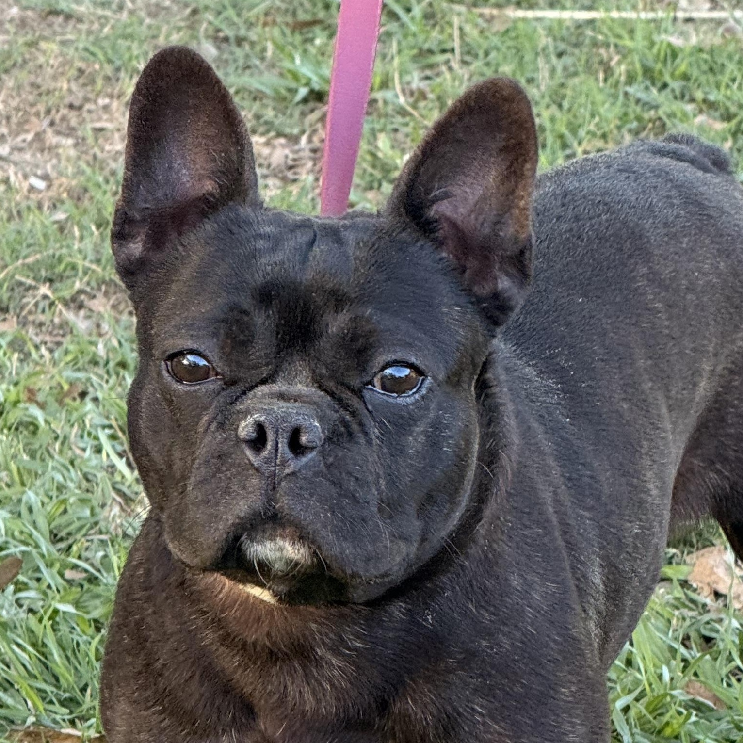 Twistie, a ADOPTABLE French Bulldog in Texarkana, TX image 6/6