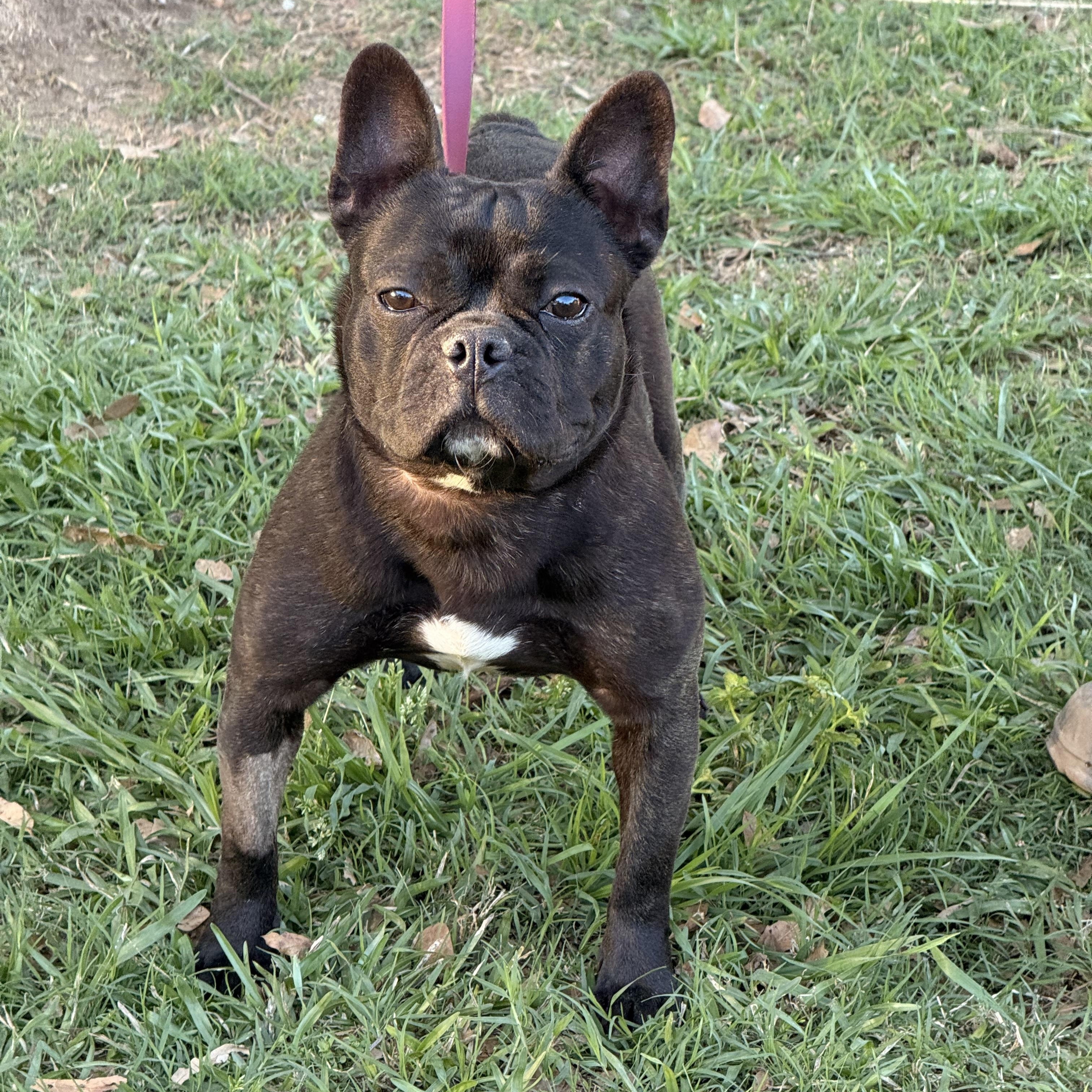 Twistie, ADOPTABLE, Young Female French Bulldog.