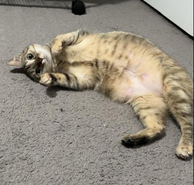 Enlarge Lindale, a Adoptable mixed breed in AKRON, OH image 4/6