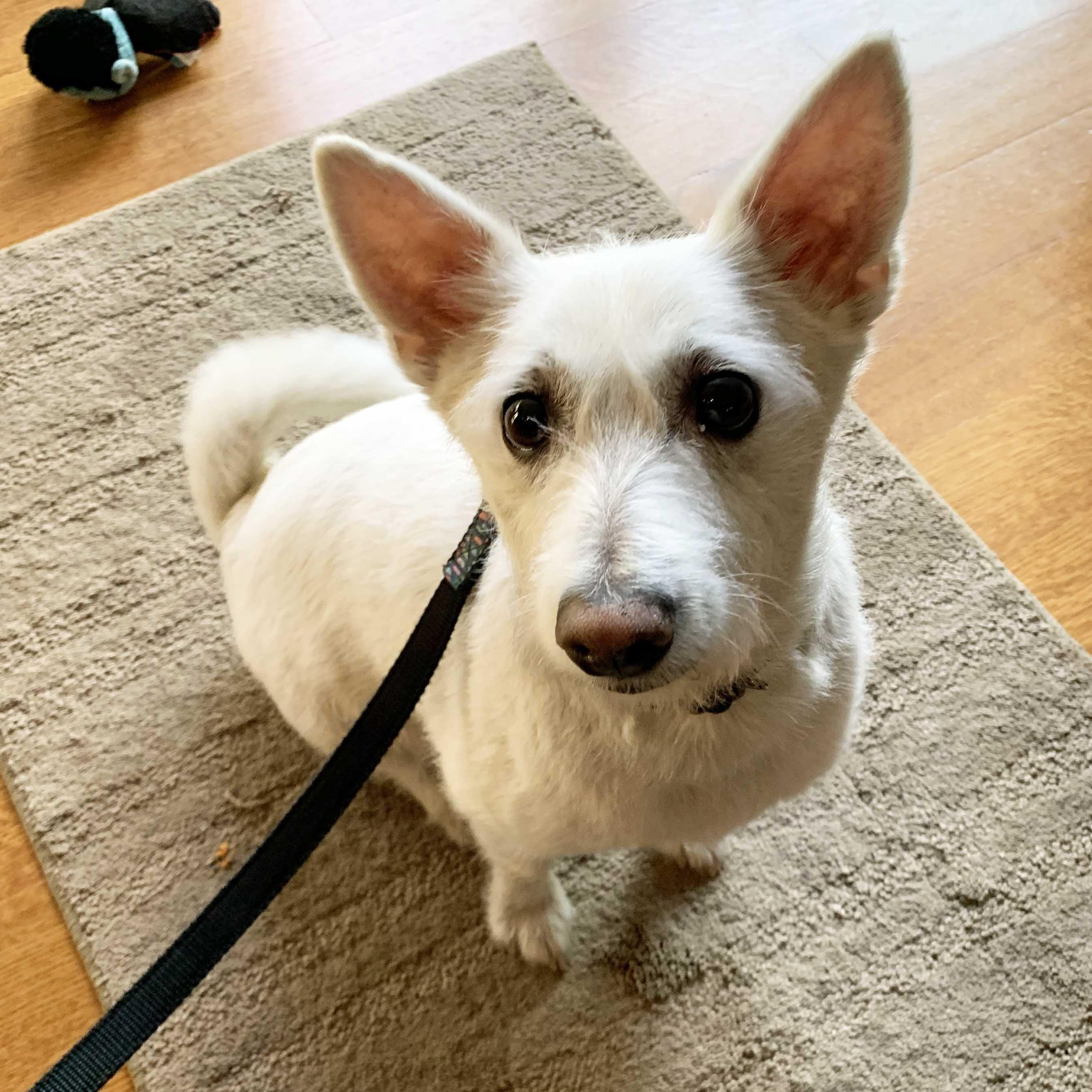 Enlarge Archie, an adoptable mixed breed in White Bear Lake, MN image 2/3