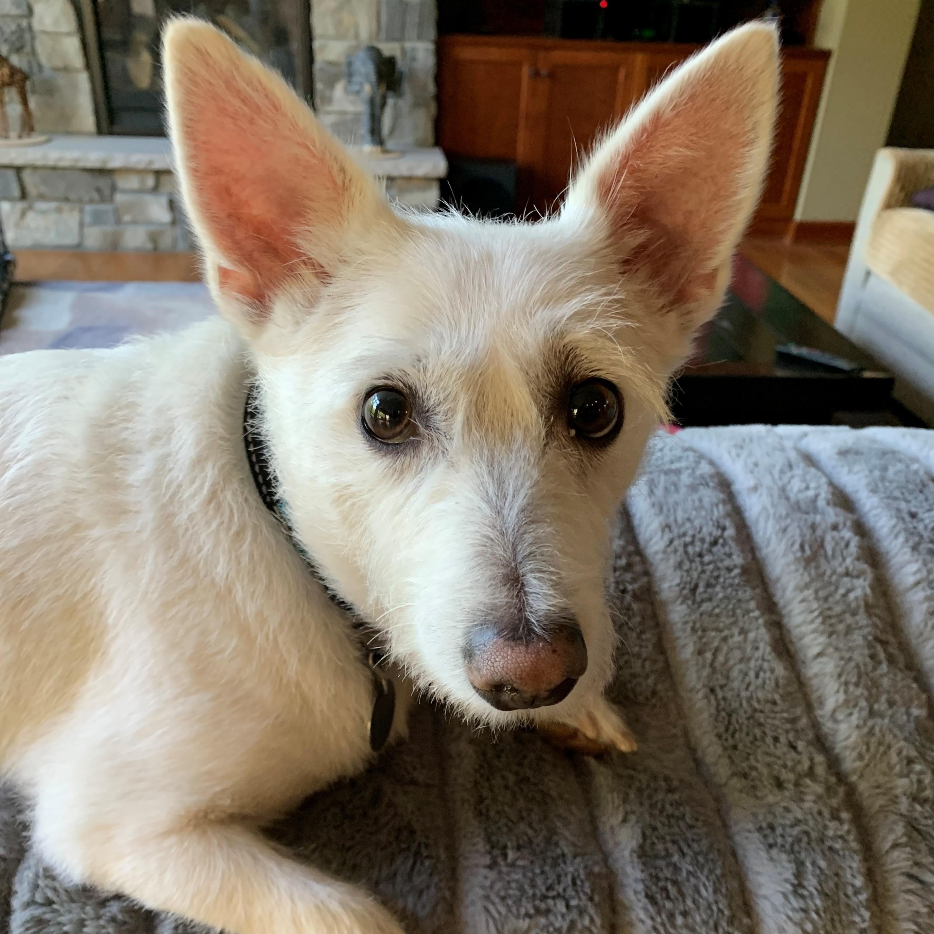 Enlarge Archie, an adoptable mixed breed in White Bear Lake, MN image 3/3