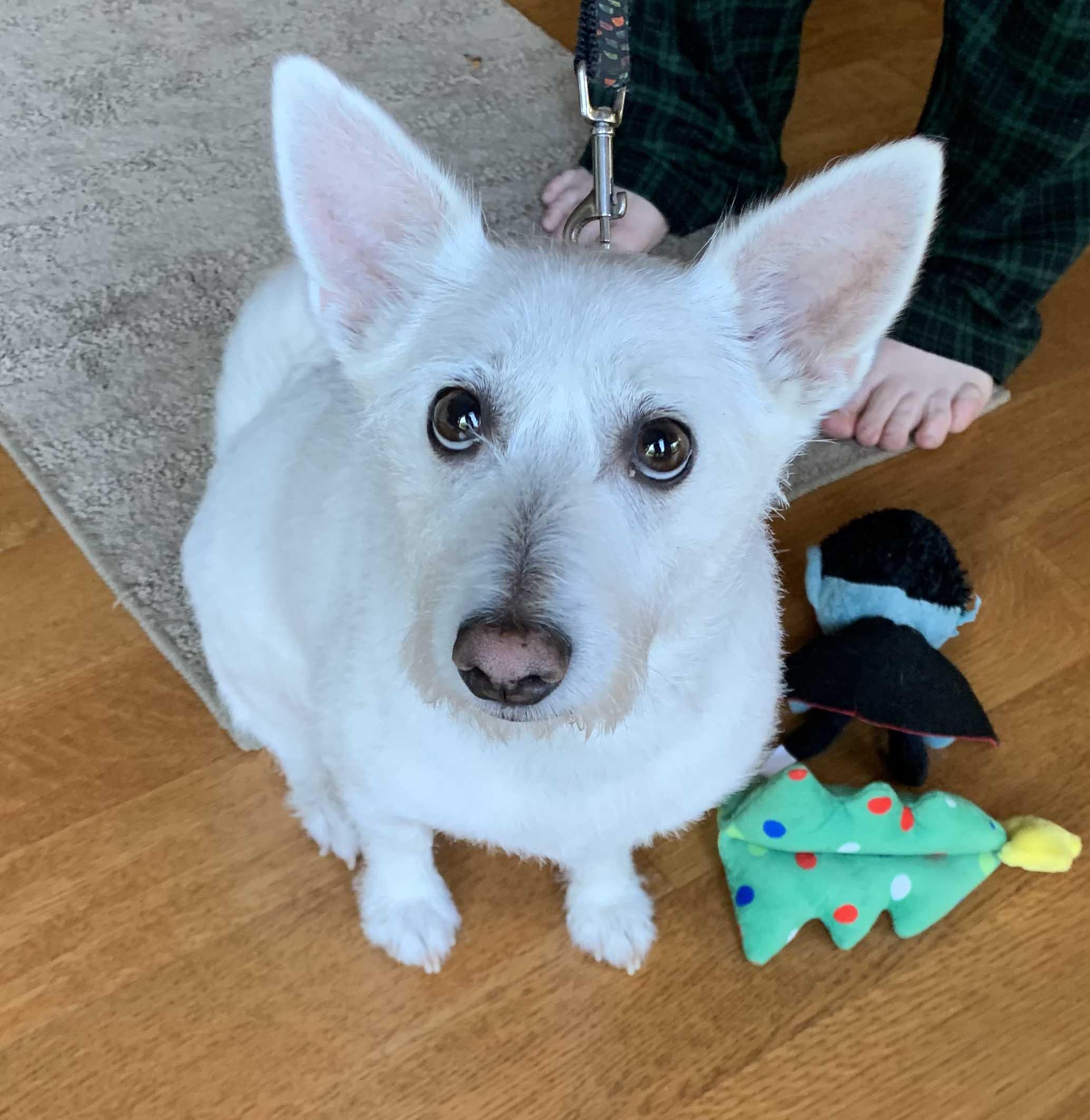Archie, adoptable, Young Male American Eskimo Dog & West Highland White Terrier / Westie.
