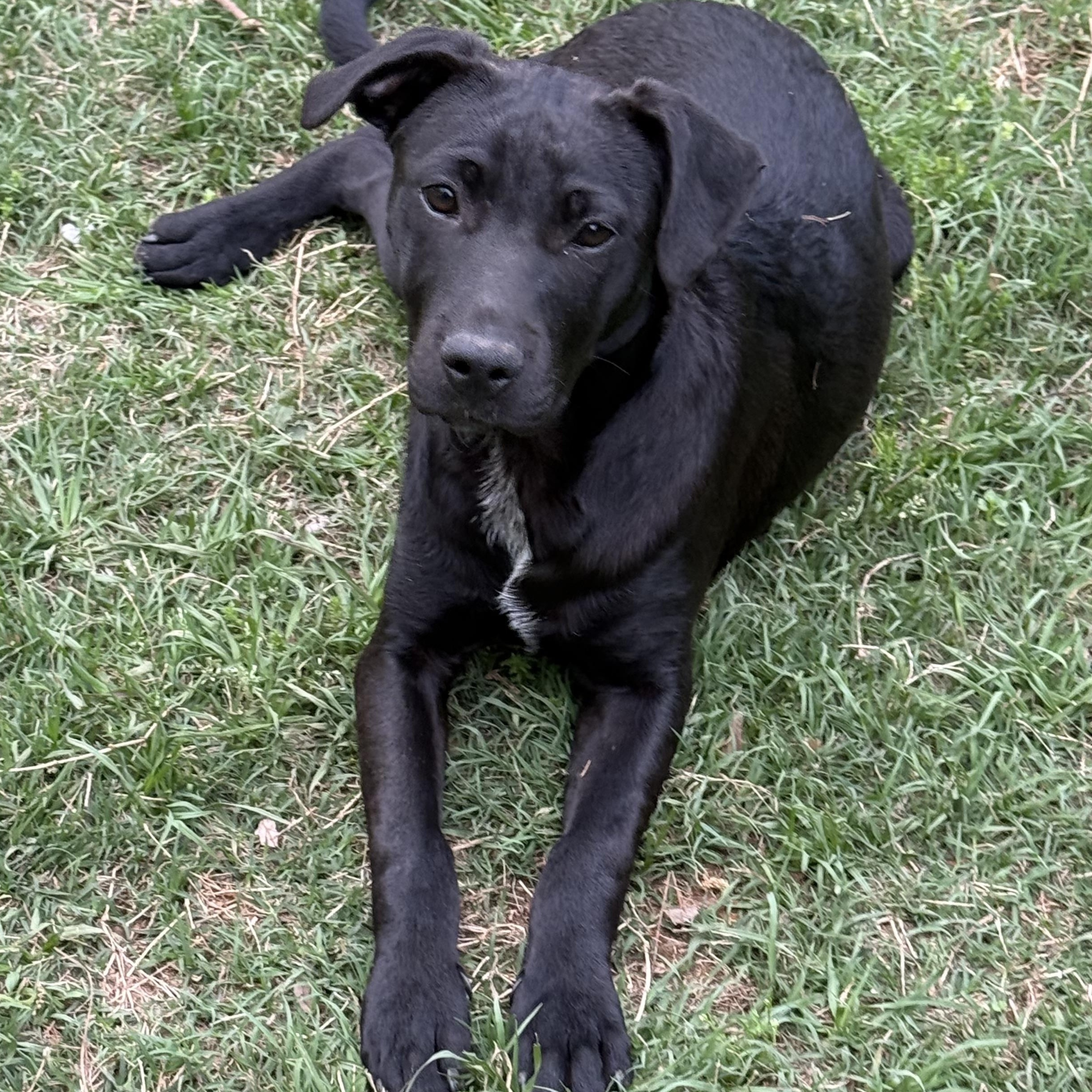 Cherry, a Adoptable Black Labrador Retriever in Tacoma, WA image 1/5