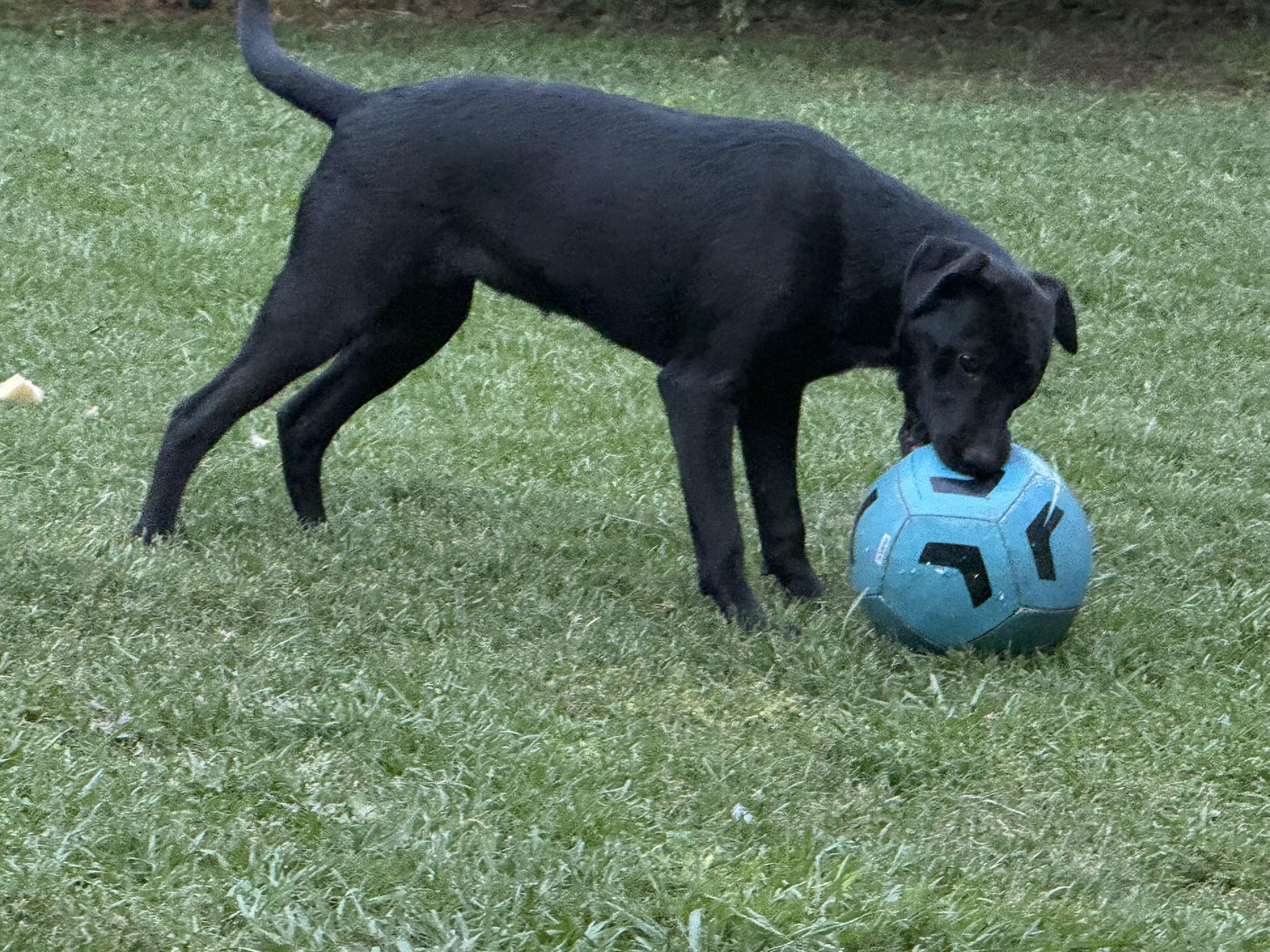 Cherry, a Adoptable Black Labrador Retriever in Tacoma, WA image 2/5