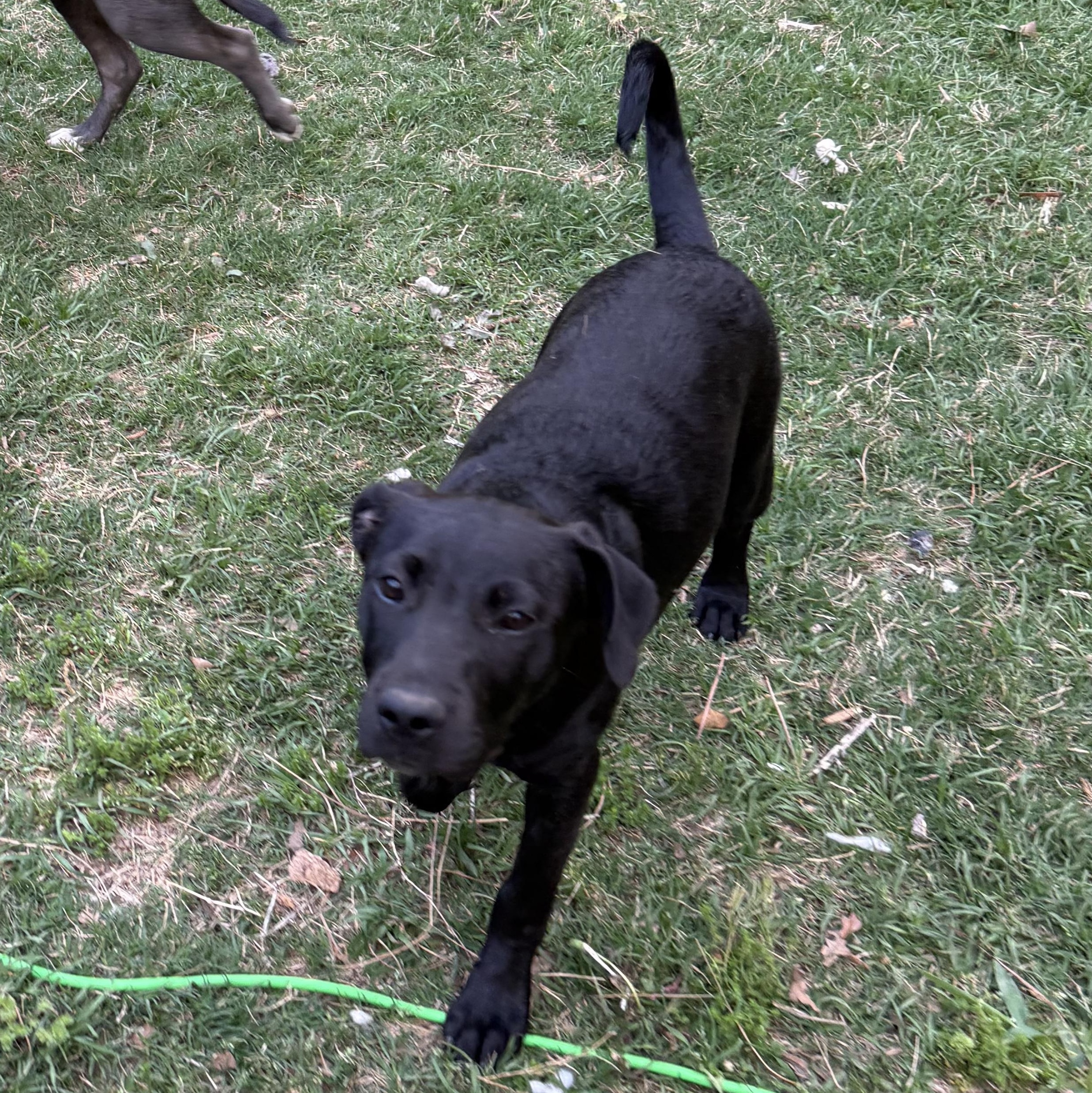 Cherry, a Adoptable Black Labrador Retriever in Tacoma, WA image 3/5
