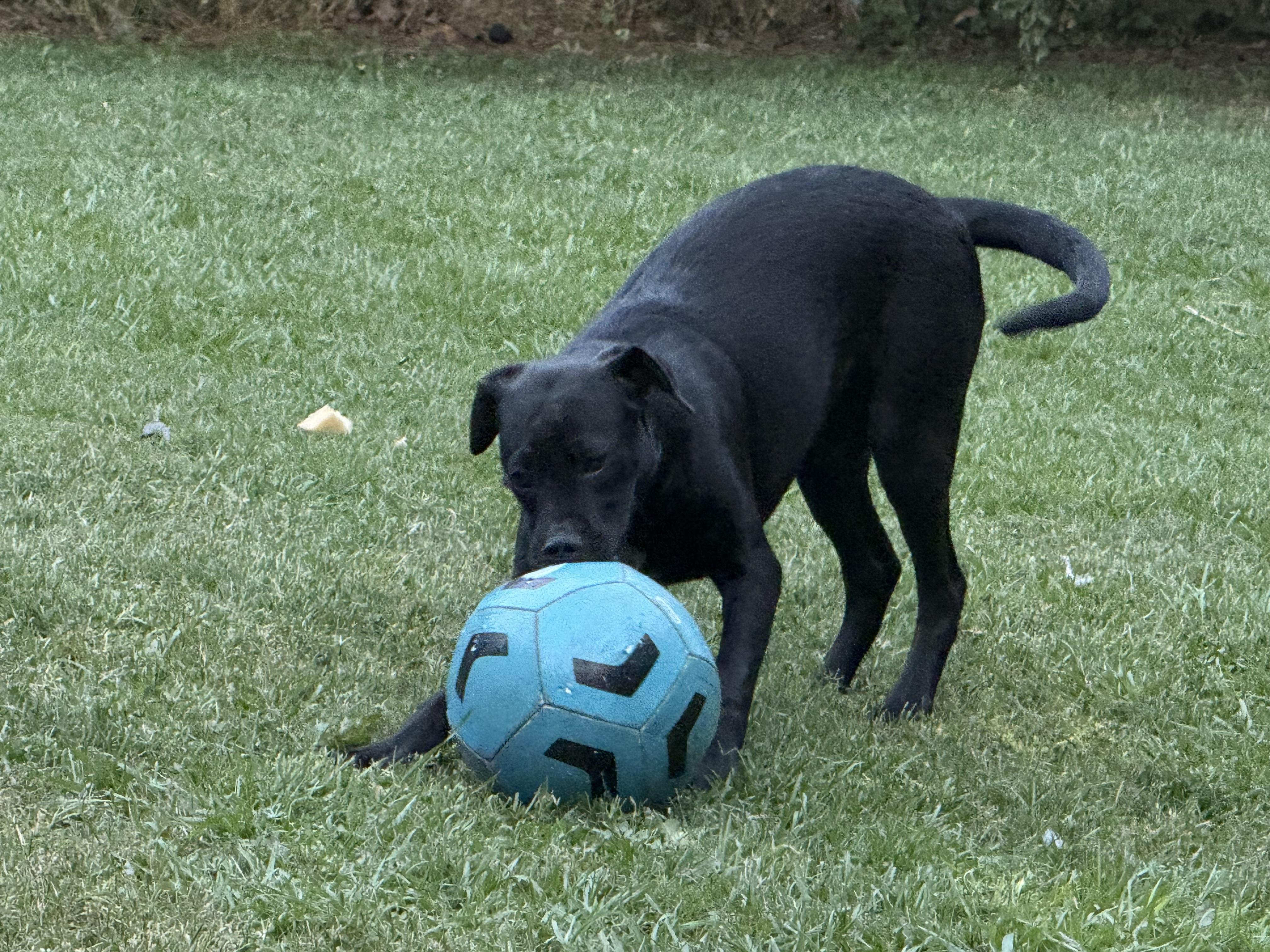 Cherry, a Adoptable Black Labrador Retriever in Tacoma, WA image 5/5