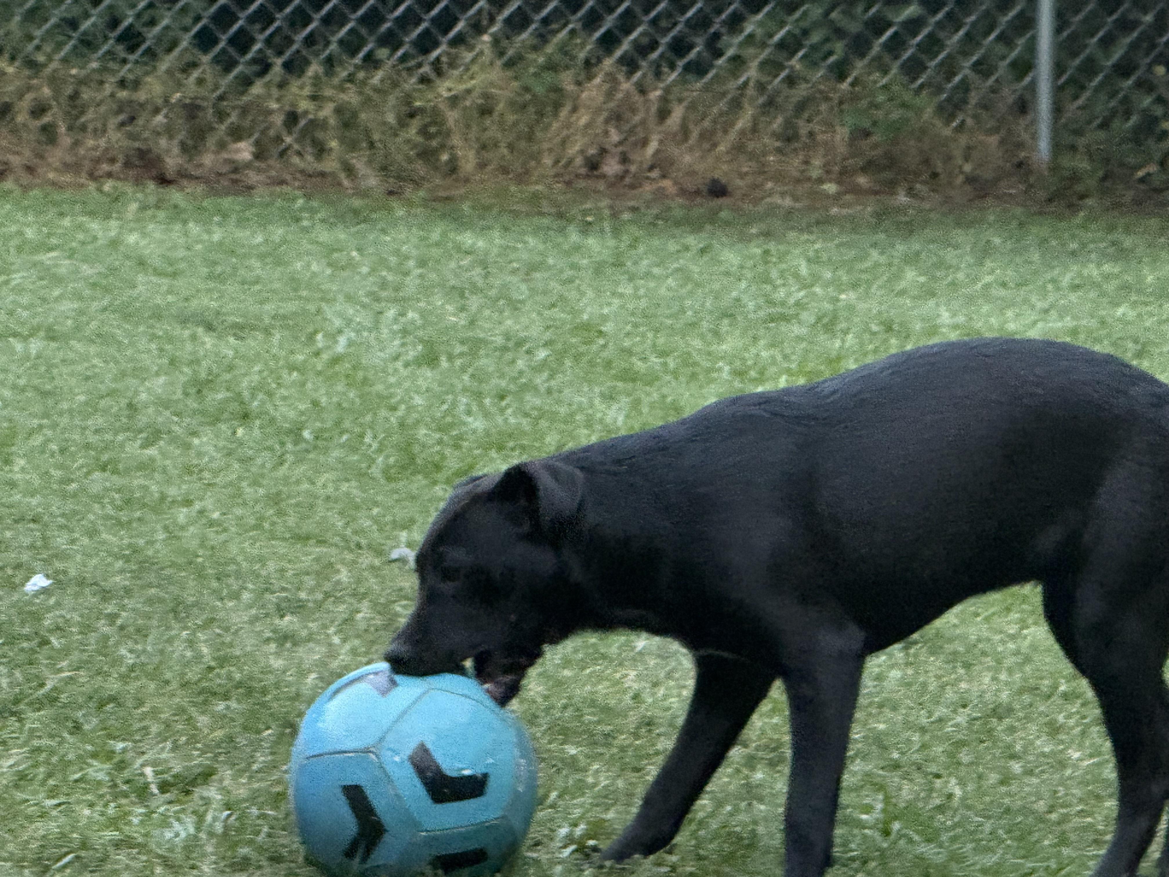 Cherry, a Adoptable Black Labrador Retriever in Tacoma, WA image 4/5