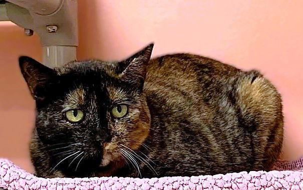 Harley, Adoptable, Adult Female Domestic Short Hair & Tortoiseshell.